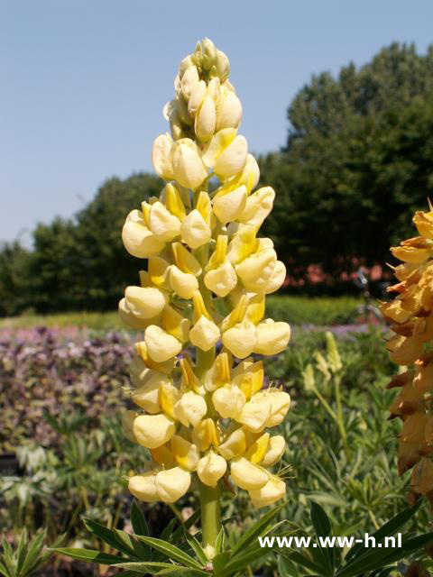 Lupinus - Klik op de afbeelding om het venster te sluiten