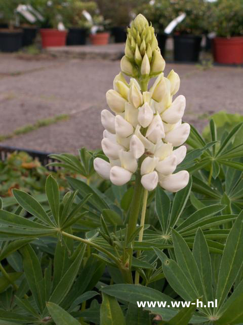 Lupinus