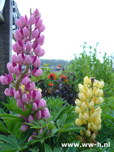 Lupinus