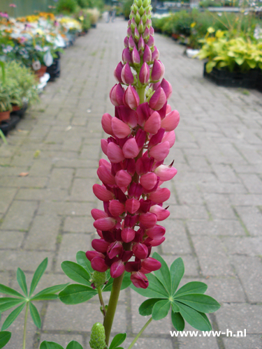 Lupinus