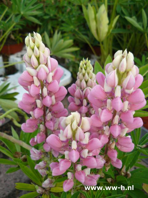 Lupinus