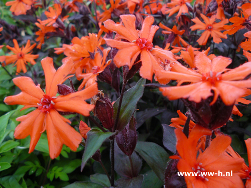 Lychnis arkwrightii