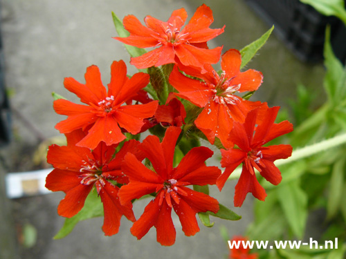 Lychnis chalcedonica