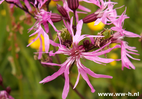 Lychnis flos-cuculi