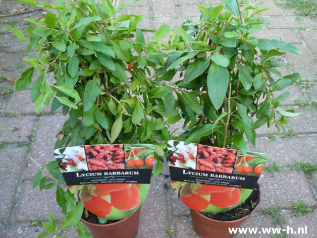 Lycium barbarum Boksdoorn Goji bes 5.99