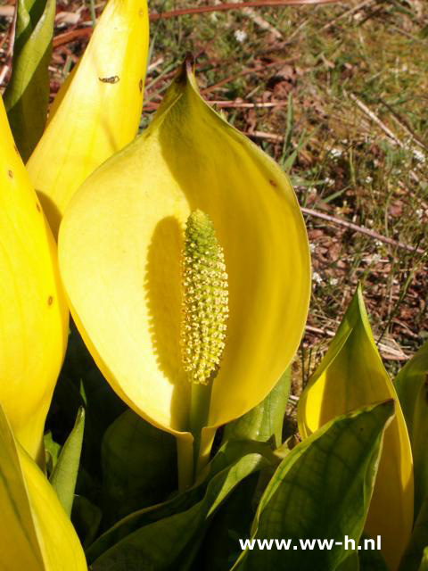 Lysichiton americanus - Klik op de afbeelding om het venster te sluiten