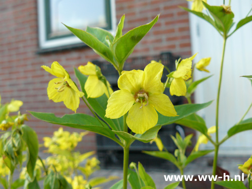 Lysimachia ciliata