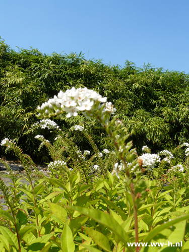 Lysimachia clethroides