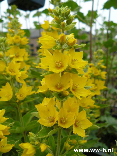 Lysimachia punctata - Klik op de afbeelding om het venster te sluiten