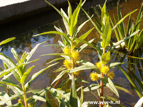 Lysimachia thyrsifolia - Klik op de afbeelding om het venster te sluiten