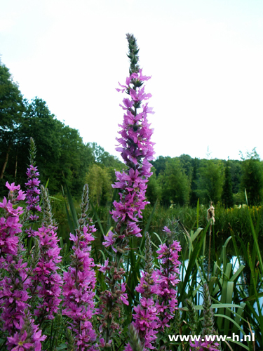 Lythrum salicaria