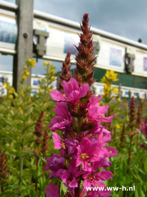 Lythrum salicaria