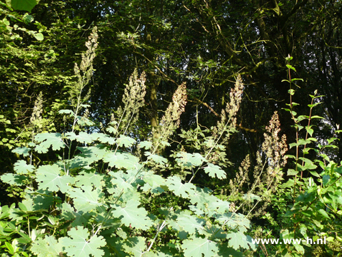 Macleaya microcarpa