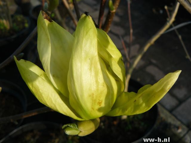 Magnolia 'Elizabeth'