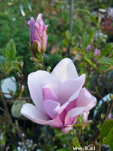 Magnolia 'George Henry Kern'