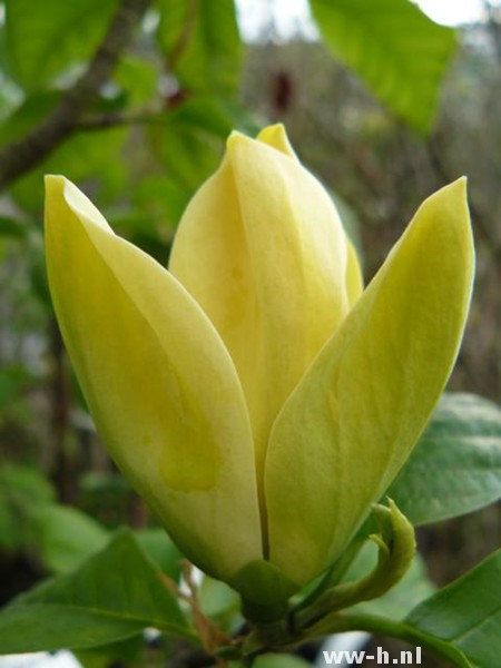 Magnolia x brooklynensis 'Yellow Bird'