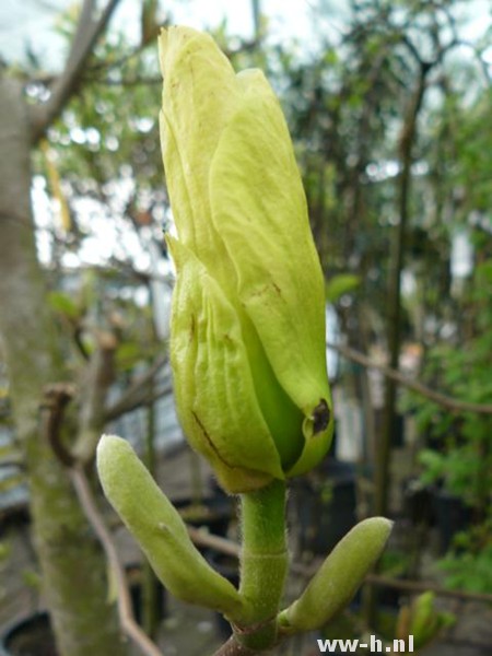 Magnolia denudata YELLOW RIVER (='Fei Huang')