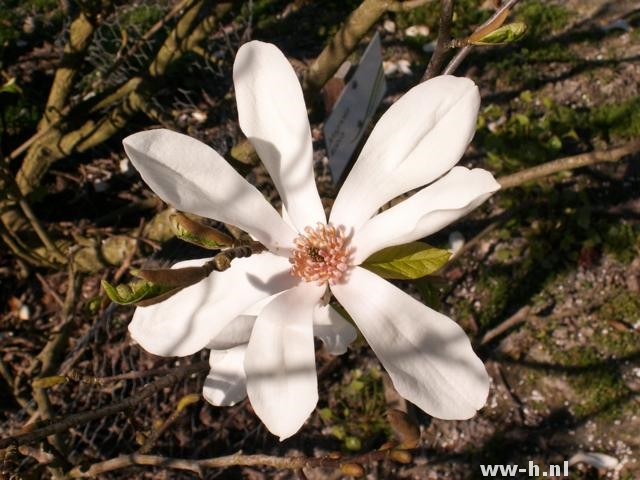 Magnolia kobus