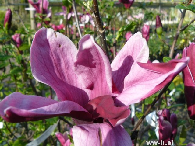 Magnolia liliiflora 'Nigra'