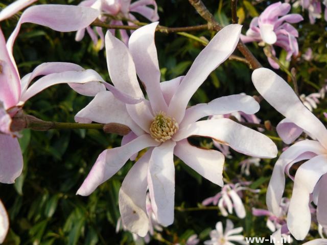 Magnolia loebneri 'Leonard Messel'