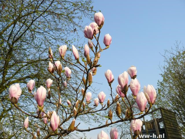 Magnolia x soulangeana