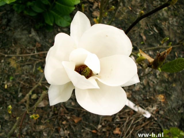 Magnolia x soulangeana 'Alba Superba'