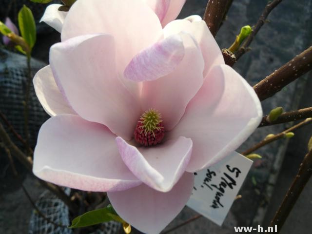 Magnolia x soulangeana 'Alexandrina'