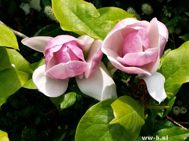 Magnolia x soulangeana 'Lennei'