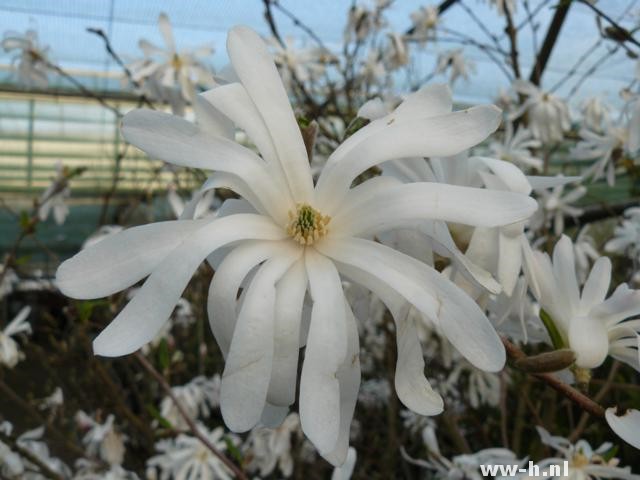 Magnolia stellata 'Royal Star'