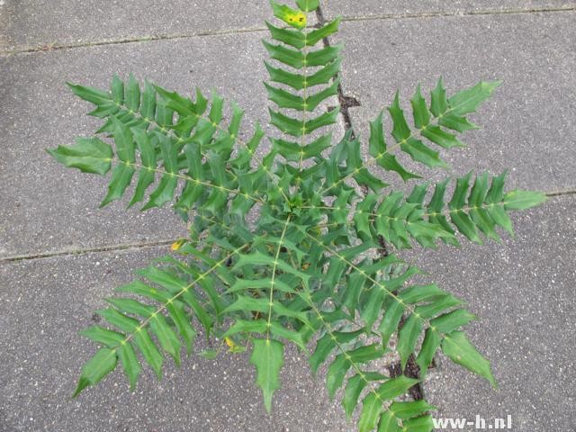 Mahonia media 'Winter Sun' - Klik op de afbeelding om het venster te sluiten