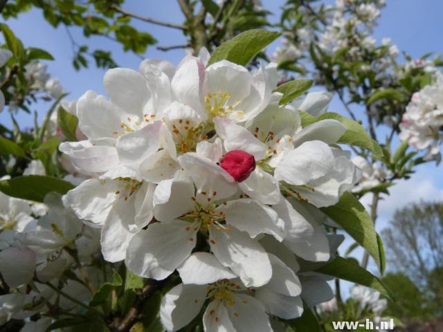 Malus 'Adirondack' - Klik op de afbeelding om het venster te sluiten