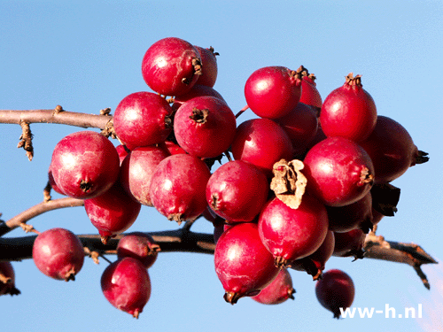 Malus 'Anne Marie'