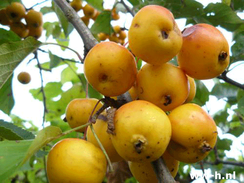 Malus 'Butterball'