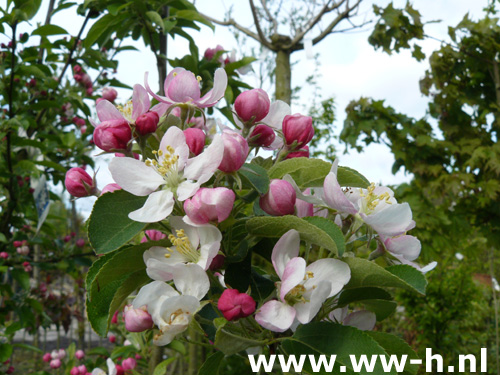 Malus 'Golden Hornet' en andere soorten