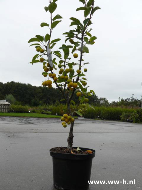 Malus 'Golden Hornet' en andere soorten - Klik op de afbeelding om het venster te sluiten