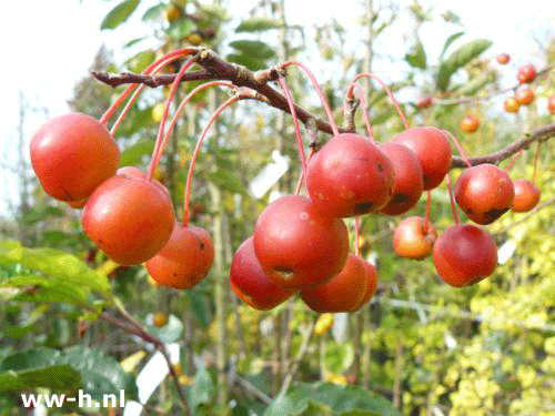 Malus 'Professor Sprenger'