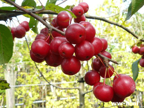 Malus 'Red Sentinel'