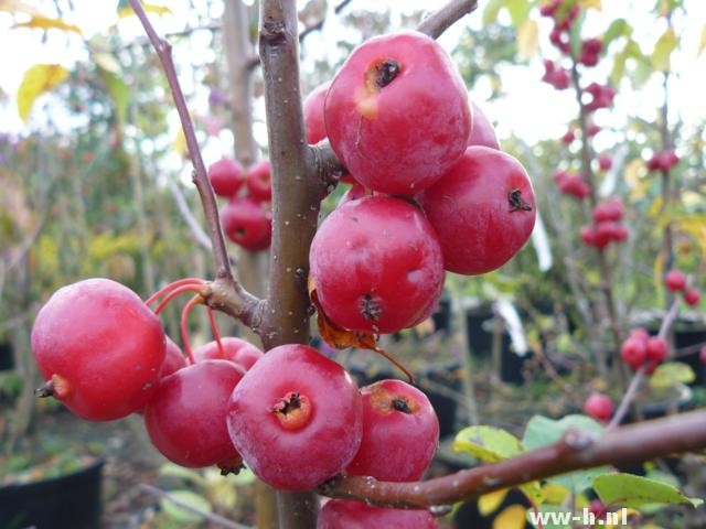 Malus 'Red Sentinel' Malus 'Red Sentinel'