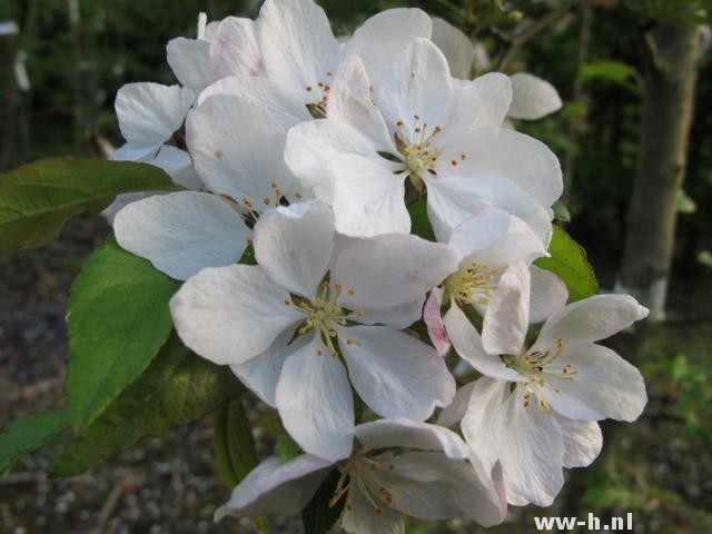 Malus 'Wintergold' Malus 'Wintergold'