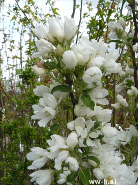 Malus baccata 'Street Parade' Malus baccata 'Street Parade'