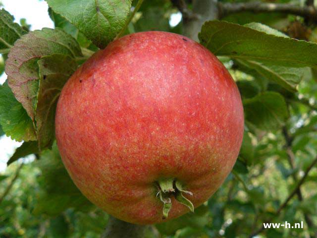 Malus domestica 'Alkmene' - Klik op de afbeelding om het venster te sluiten