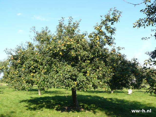 Malus domestica 'Bramley's Seedling' - Klik op de afbeelding om het venster te sluiten