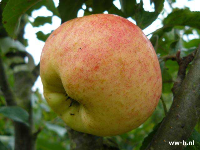 Malus domestica 'Glorie van Holland' - Klik op de afbeelding om het venster te sluiten