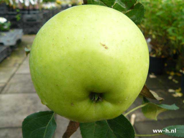 Malus domestica 'Gold Sensation' - Klik op de afbeelding om het venster te sluiten