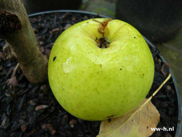 Malus domestica 'Green Sensation' - Klik op de afbeelding om het venster te sluiten