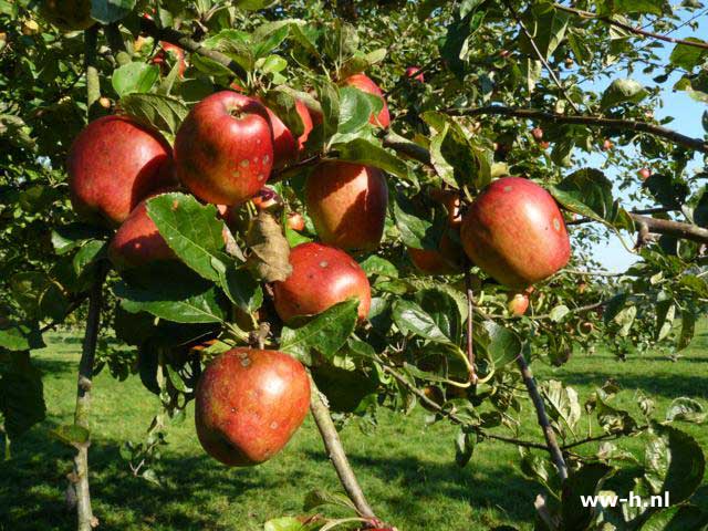 Malus domestica 'Groninger Kroon'