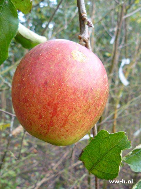 Malus domestica 'Jonagold'