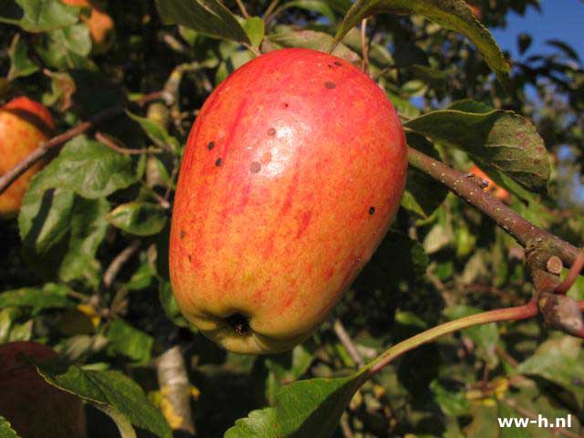 Malus domestica 'Princesse Noble' - Klik op de afbeelding om het venster te sluiten