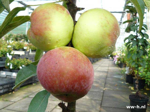 Malus domestica 'Red Sensation'