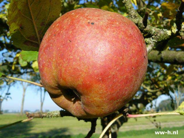 Malus domestica 'Rode Boskoop'